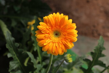 Plantas en flor en la primavera en el sur de España