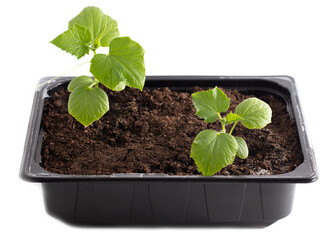Small cucumber plant in the ground isolated on a white