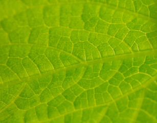 Fototapeta na wymiar Close up of green leaf as background.