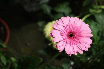 Plantas en flor en la primavera en el sur de España