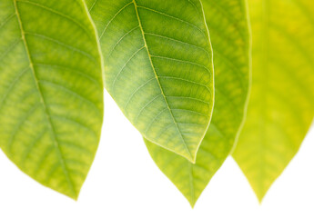 Green leaves isolated on a white