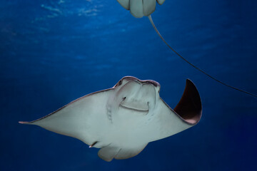 cownose ray swimming in the water,  fish underwater in the aquarium