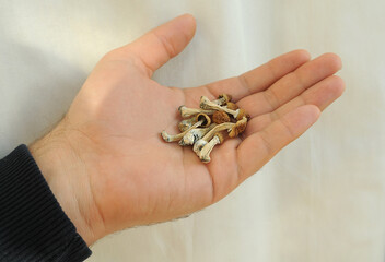 Psilocybe Cubensis mushrooms in man's hand on white background. Psilocybin psychedelic magic mushrooms Golden Teacher. Top view, flat lay. Micro-dosing concept.