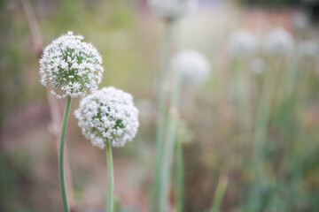 Allium shallot onion garlic chives scallion leek flower growing in field