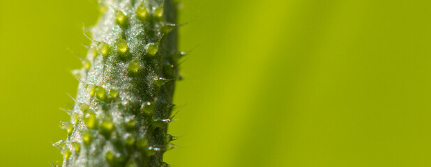 Small fruit of a cucumber on a plant.