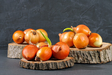 White onion bulbs on a log slice, slab on a gray background. Cooking vegetable.