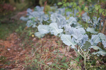 vegetable plant growing in garden