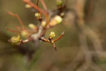 Knospen am Baum
