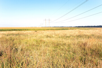 Obraz premium Summer landscape. In the foreground is a clearing of wild grasses, then a large cornfield. A high-voltage power transmission line is stretched through all this.