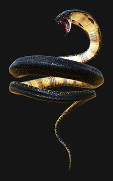 3d King Cobra The World's Longest Venomous Snake Isolated on White Background, King Cobra Snake, 3d Illustration, 3d Rendering 
