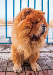 A beautiful chow-chow dog is sitting on the sidewalk. Winter shoot. Close-up. Animal portrait.