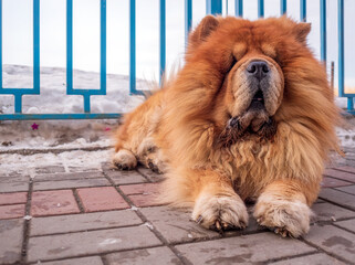 A beautiful chow-chow dog is sitting on the sidewalk. Winter shoot. Close-up. Animal portrait.