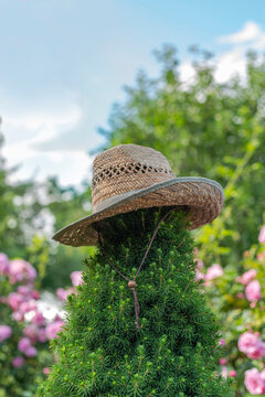 Straw hat worn on the Picea glauca Conica bush