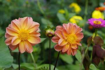red and yellow flowers, dahlias