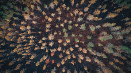 Burnt trees after a forest fire. Burnt pine forest top view. Dead black forest after fire.