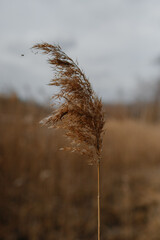 single dry pampas plant in the wind. High quality photo