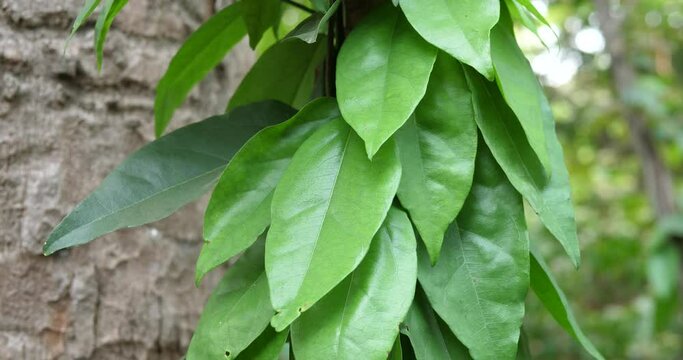 (Tiliacora triandra)Bai-yanang ,Culinary and medicinal herbs