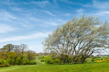 English rural landscape with fields, trees, shrubs and blue sky in spring. Beverley, UK.