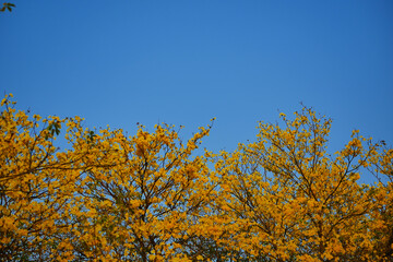 Tabebuia chrysantha Nichols ,Golden Tree ,Tallow Pui 