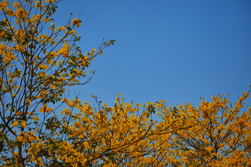 Tabebuia chrysantha Nichols ,Golden Tree ,Tallow Pui 