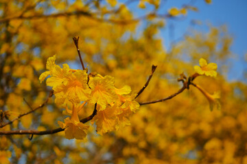 Tabebuia chrysantha Nichols ,Golden Tree ,Tallow Pui 