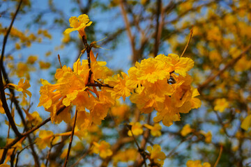 Tabebuia chrysantha Nichols ,Golden Tree ,Tallow Pui 