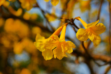 Tabebuia chrysantha Nichols ,Golden Tree ,Tallow Pui 
