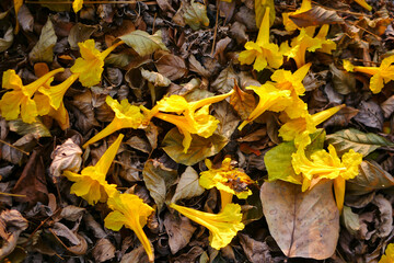 Tabebuia chrysantha Nichols ,Golden Tree ,Tallow Pui 