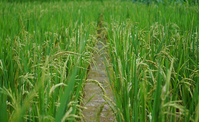 Fototapeta premium Close up view of a rice field before the harvest