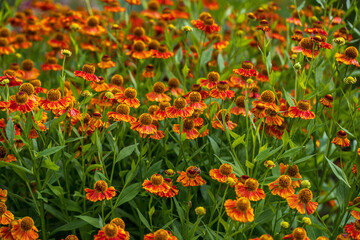 View of yellow-orange helenium  flowers on the summer meadow