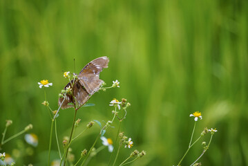 Close up of a butterfly on a flower with a blury background
