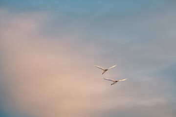 Swans in flight