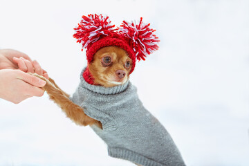 Dog breed toy terrier for a walk in winter