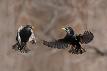 European Starlings flapping and fighting in mid air and on bird feeder competing for food in early spring on freezing cold day but bright sunny day