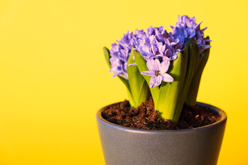 Beautiful hyacinths in pot against color background, space for text.