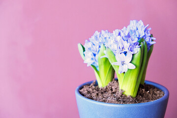 Beautiful hyacinths in pot against color background, space for text.