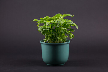 Obraz na płótnie Canvas Basil Plant with black background and green pot