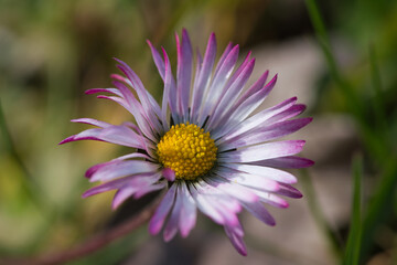 Fototapeta premium one beautiful isolated daisy in close-up in springtime