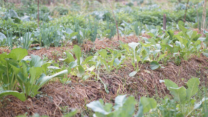 vegetable plant growing in garden