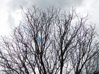 Fototapeta na wymiar silhouette of a tree against the sky