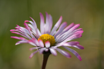one beautiful isolated daisy in close-up in springtime