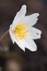 Spring flowers in forest - wood anemone, Anemone nemorosa