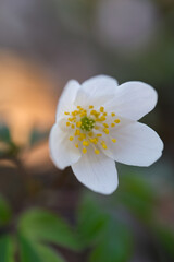 Spring flowers in forest - wood anemone, Anemone nemorosa