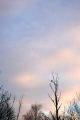 A crow in a crocked tree in the sunset with golden hour/blur hour.