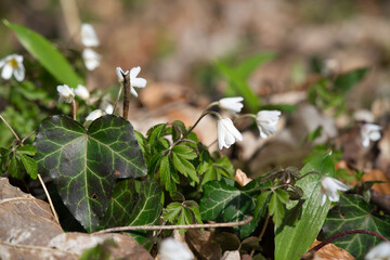 Spring flowers in forest - wood anemone, Anemone nemorosa