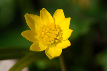 Yellow lesser Celandine in nature, Ficaria verna