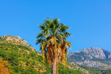 Fototapeta na wymiar Single palm tree surrounded by mountains