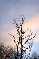 A crow in a crocked tree in the sunset with golden hour/blur hour.