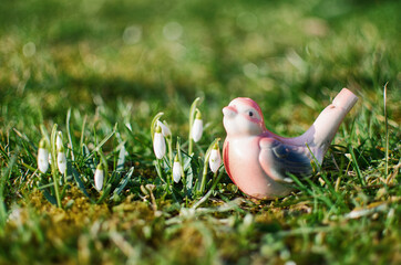 Little first spring flowers of snowdrops bloom outdoors in the spring