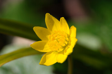 Yellow lesser Celandine in nature, Ficaria verna